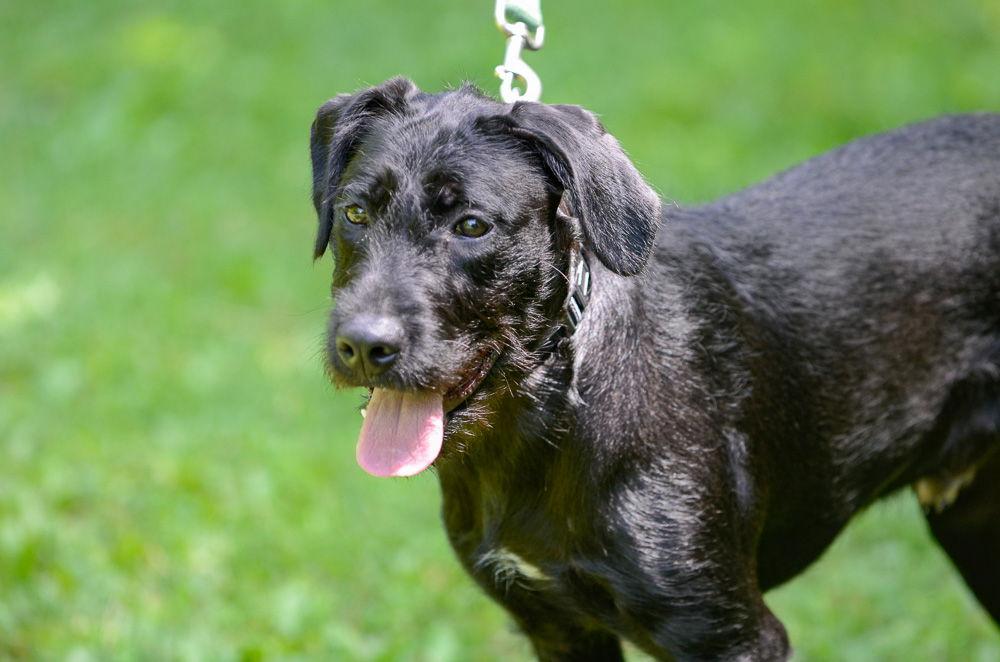 Enlarge Adam-pending, a Adopted mixed breed in Brick, NJ image 3/3