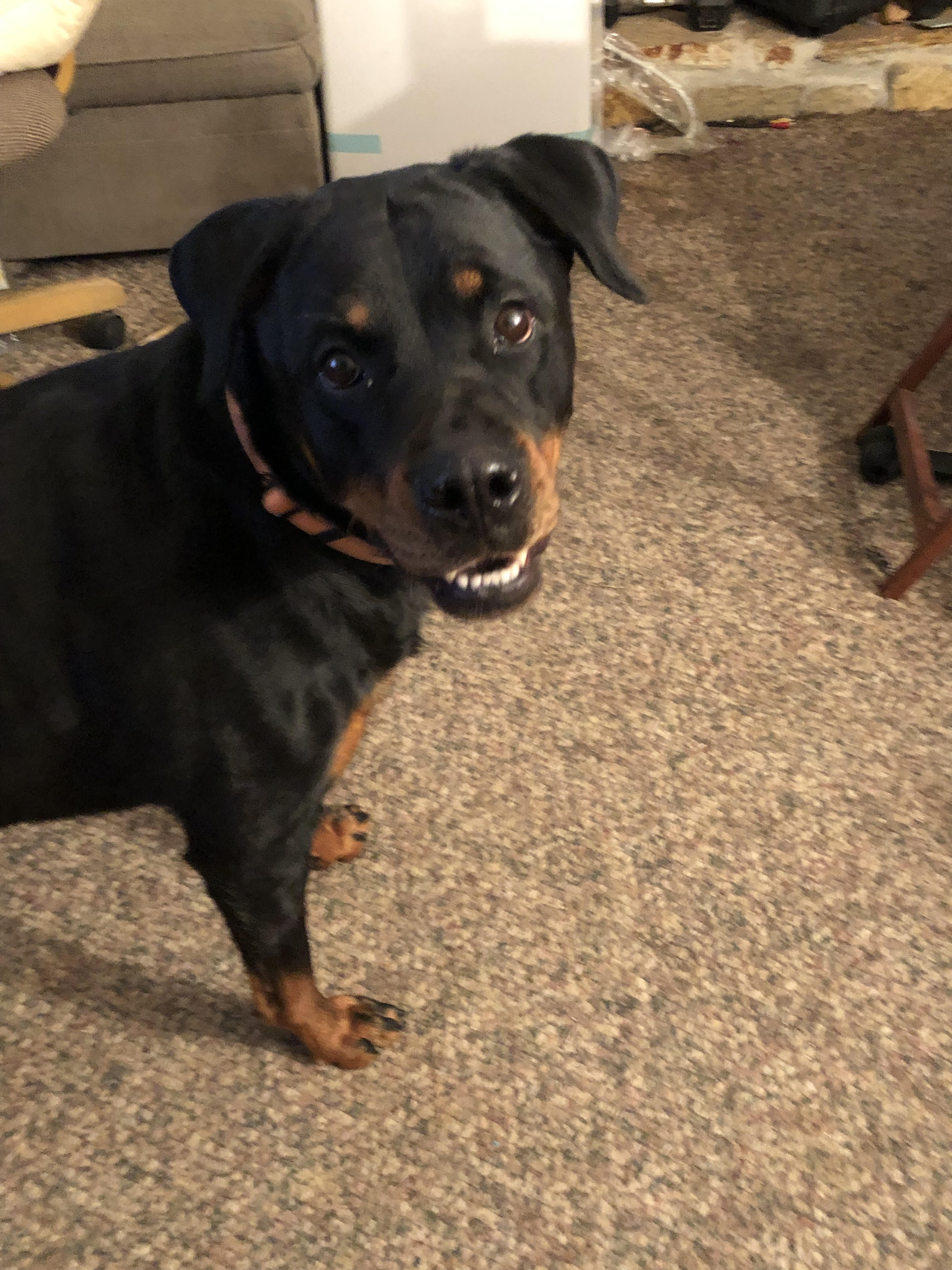 RAIN, a Adoptable Rottweiler in Chapel Hill, NC image 3/6