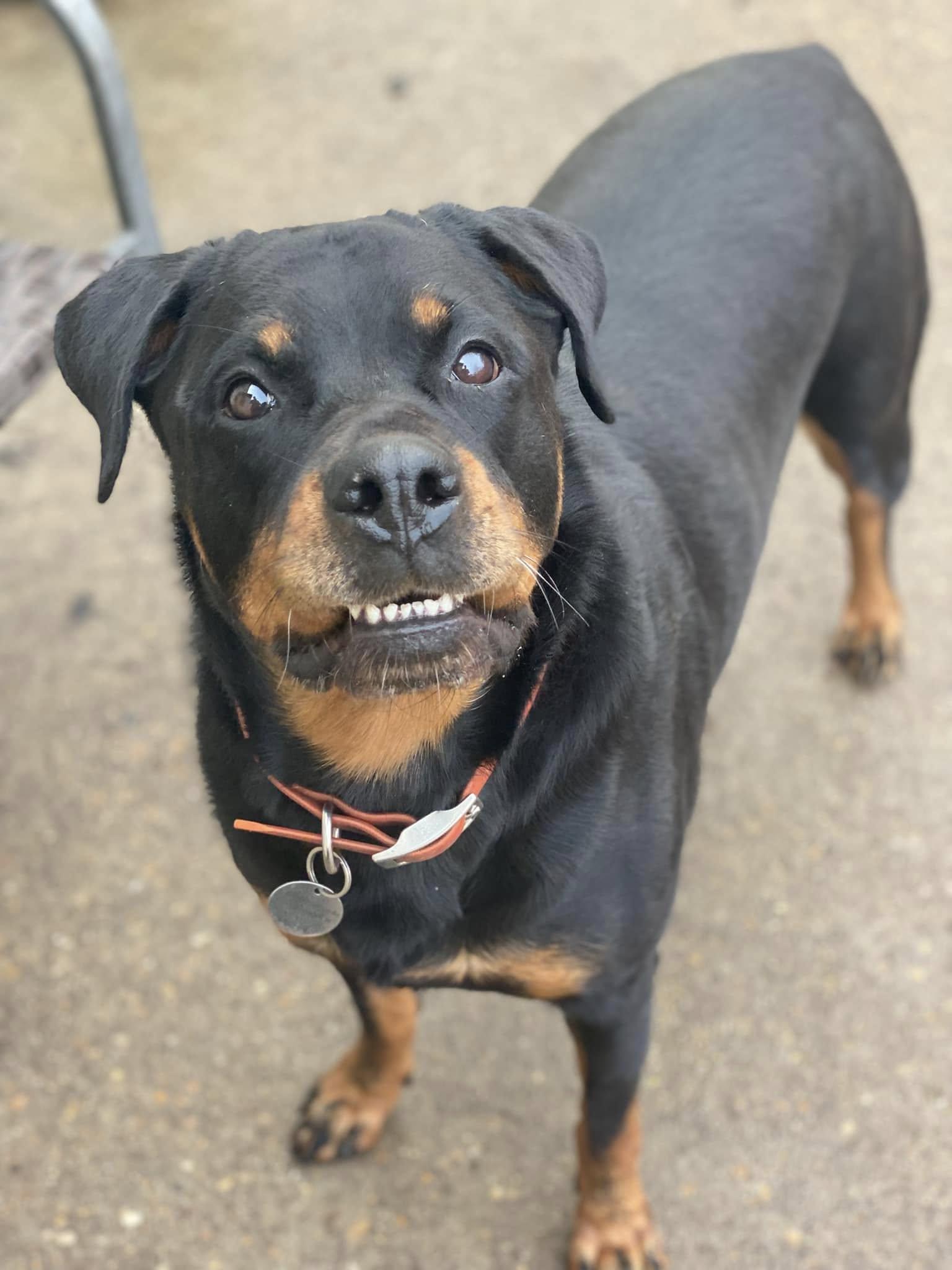 RAIN, a Adoptable Rottweiler in Chapel Hill, NC image 1/6