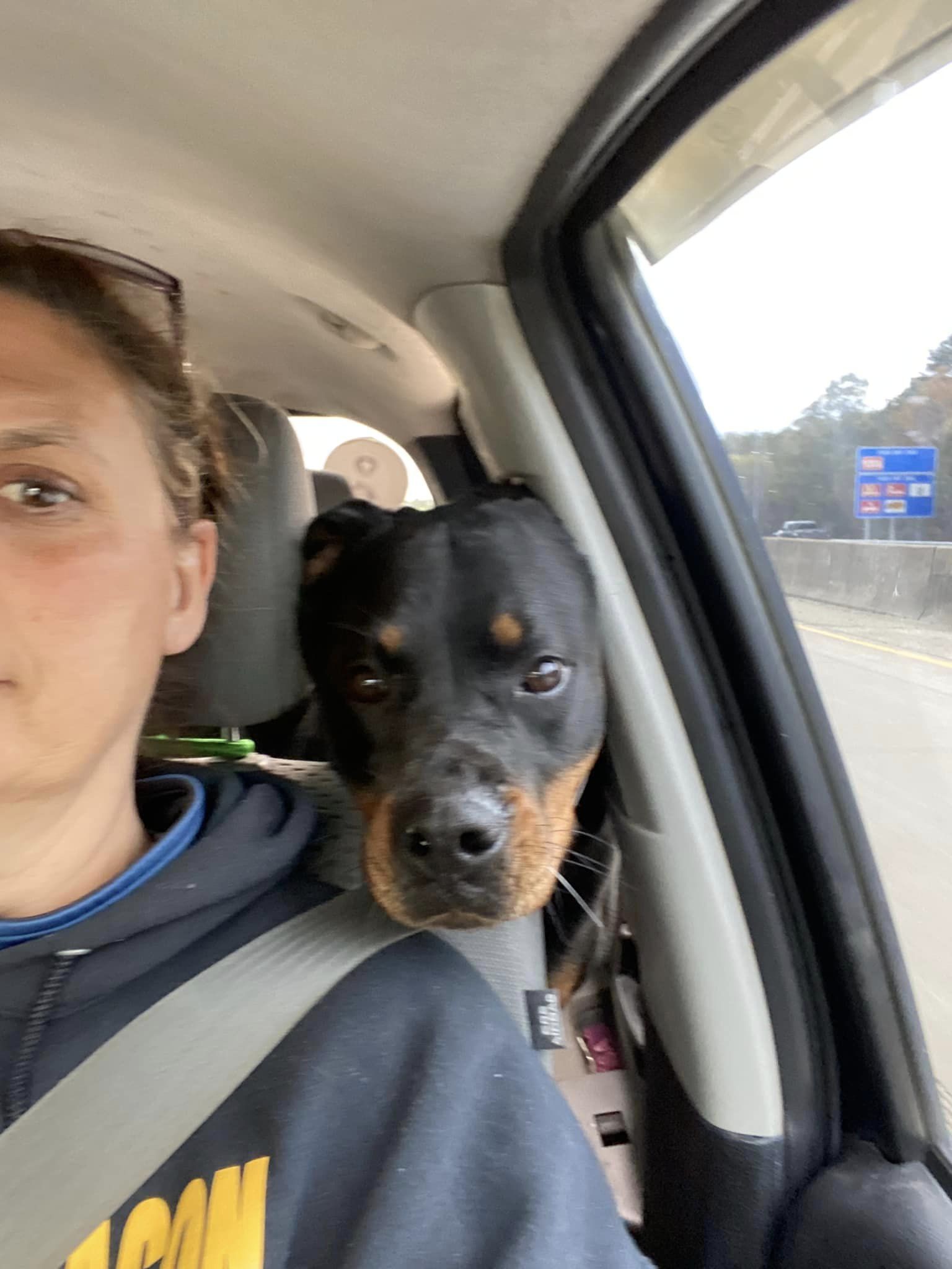 RAIN, a Adoptable Rottweiler in Chapel Hill, NC image 4/6