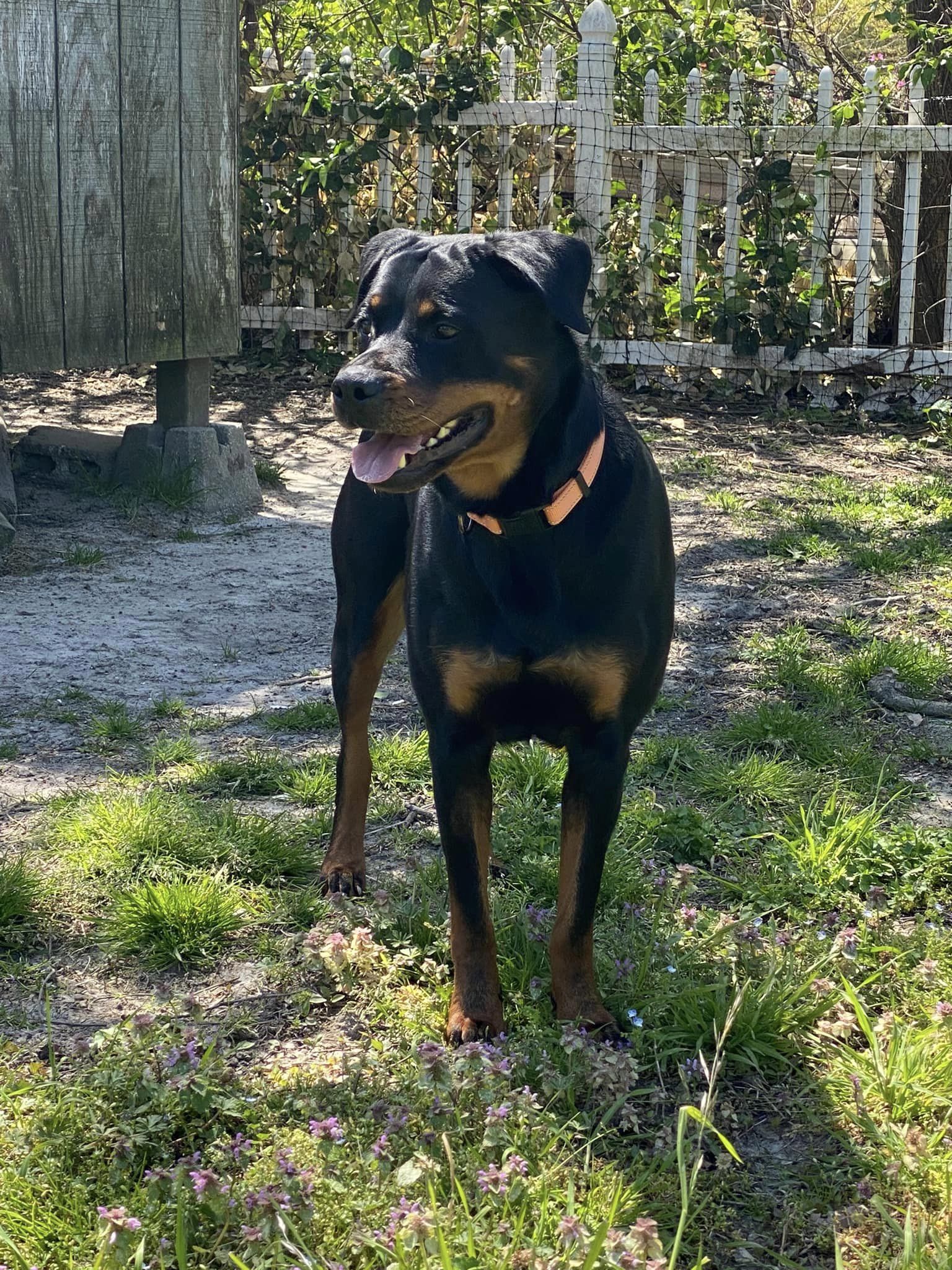 RAIN, a Adoptable Rottweiler in Chapel Hill, NC image 5/6