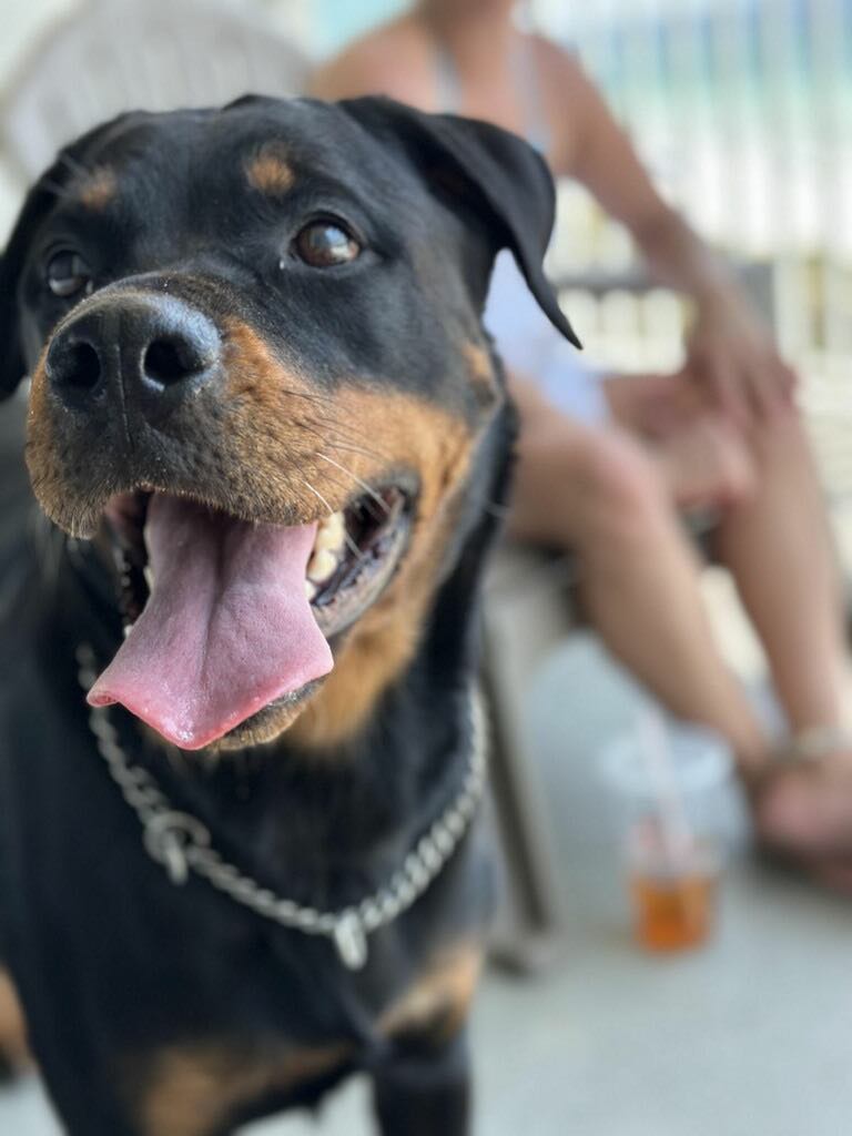 RAIN, a Adoptable Rottweiler in Chapel Hill, NC image 2/6