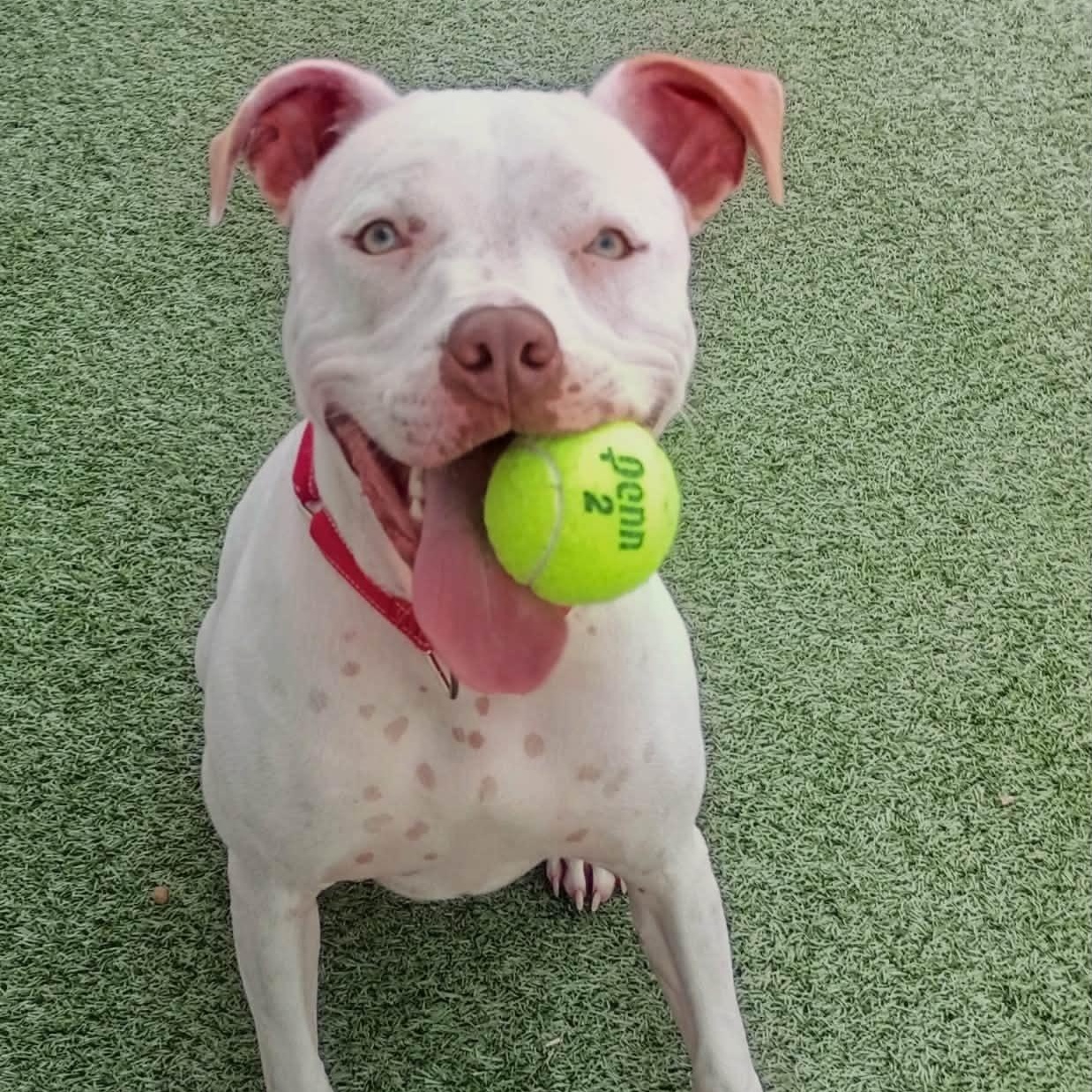 Enlarge Moo, a ADOPTABLE Mixed Breed in Fall River, MA image 1/1