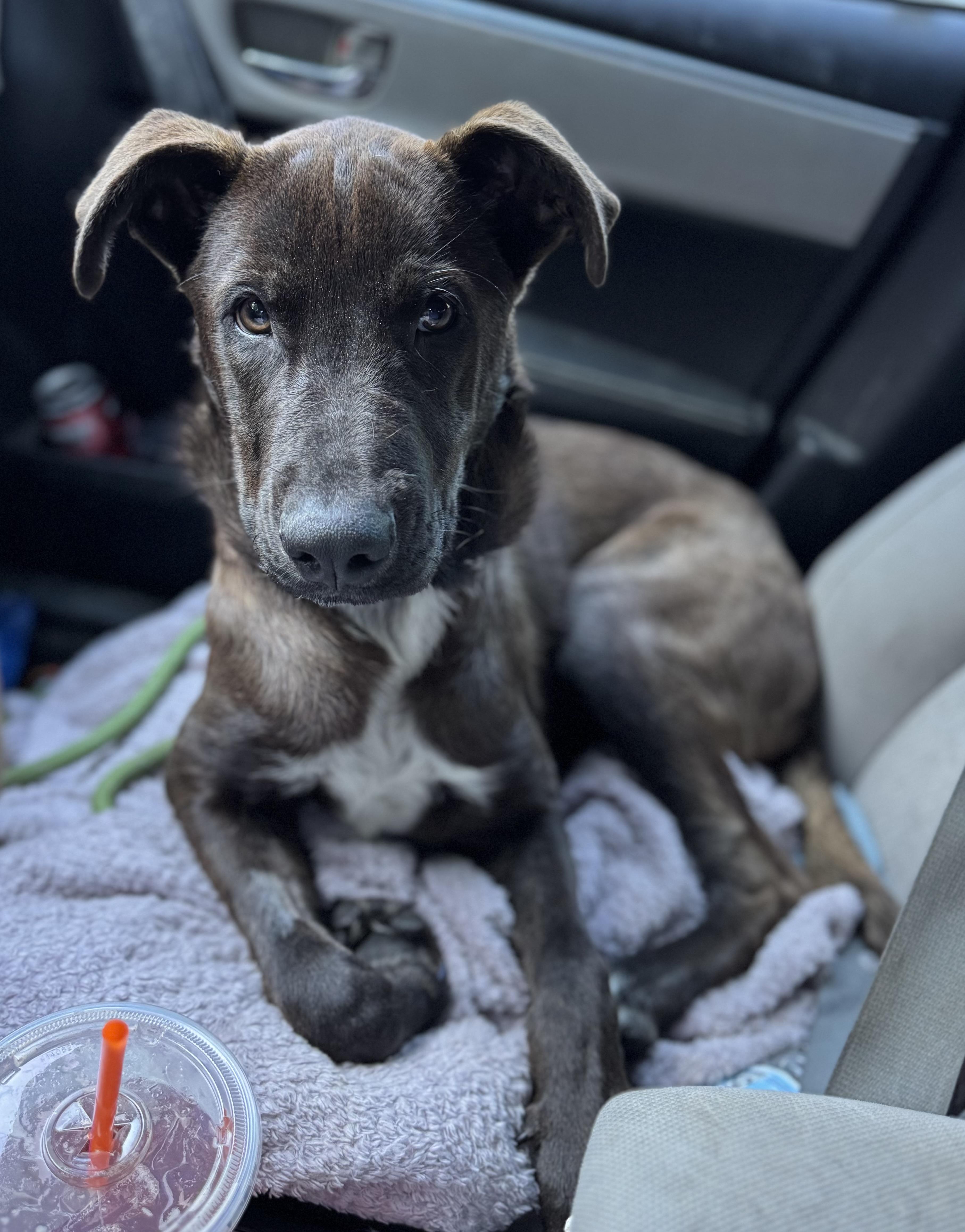 Atlas, a Adoptable Mixed Breed in Vassalboro, ME image 1/2