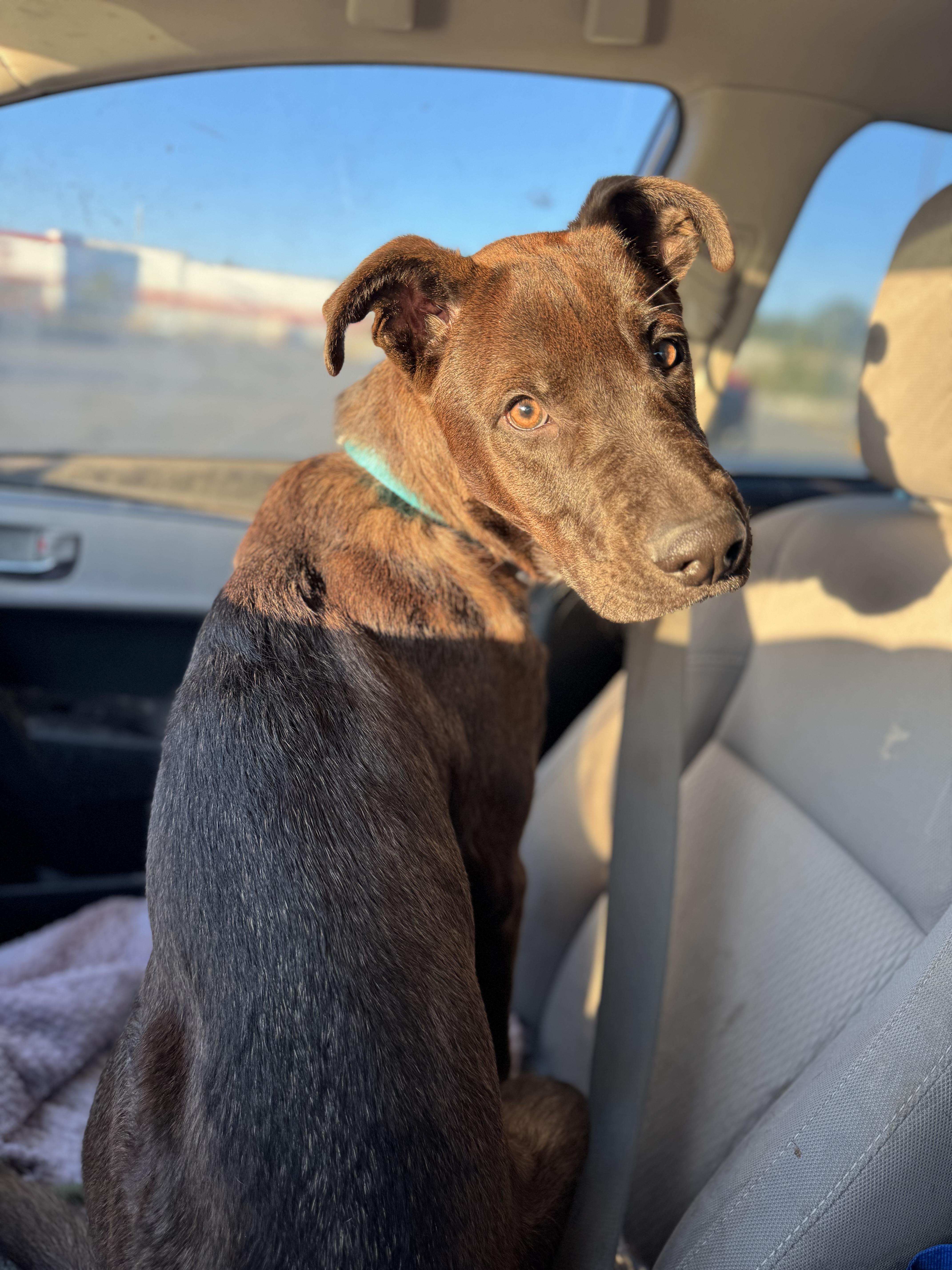 Atlas, a Adoptable Mixed Breed in Vassalboro, ME image 2/2