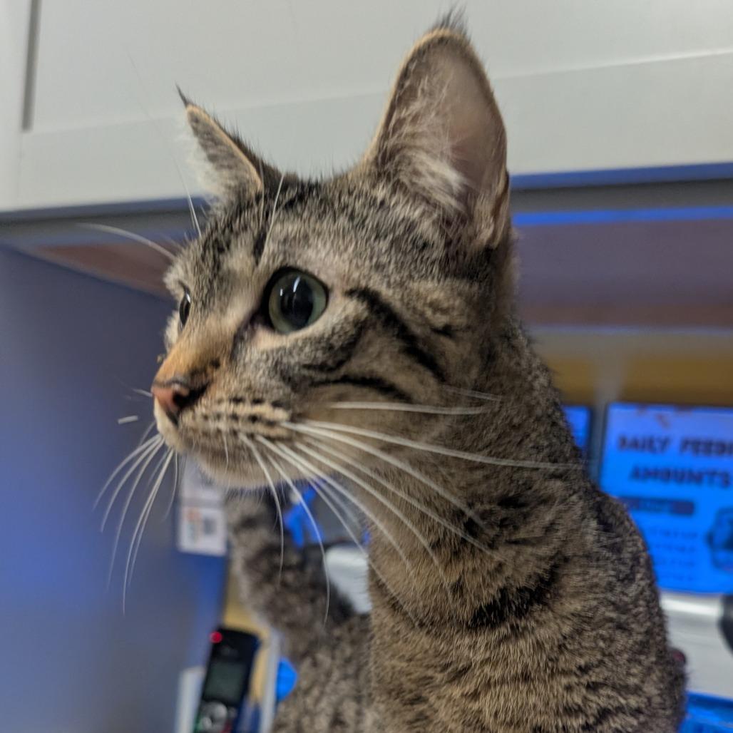 Didi Pickles, Adoptable, Young Female Domestic Short Hair.