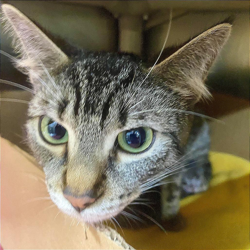 Didi Pickles, a Adoptable Domestic Short Hair in Huntsville, AR image 2/3