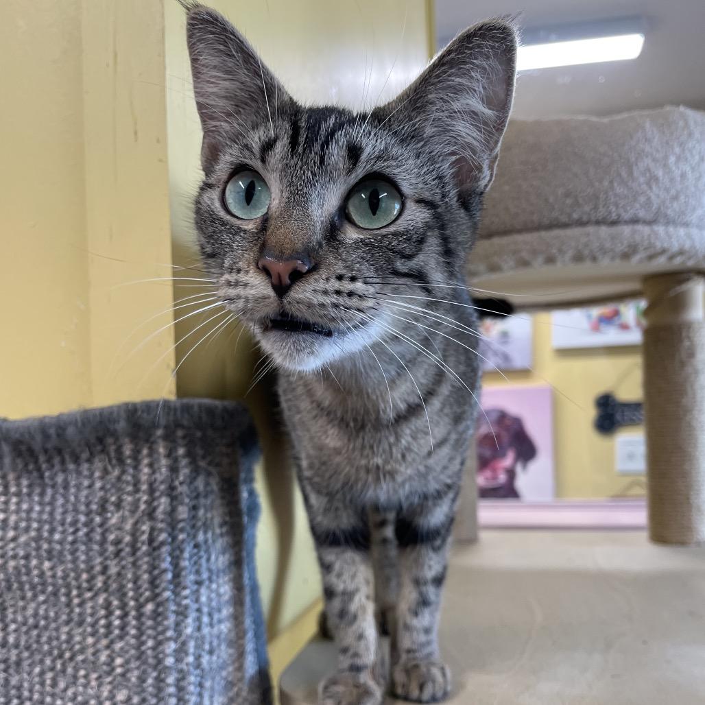Didi Pickles, a Adoptable Domestic Short Hair in Huntsville, AR image 3/3