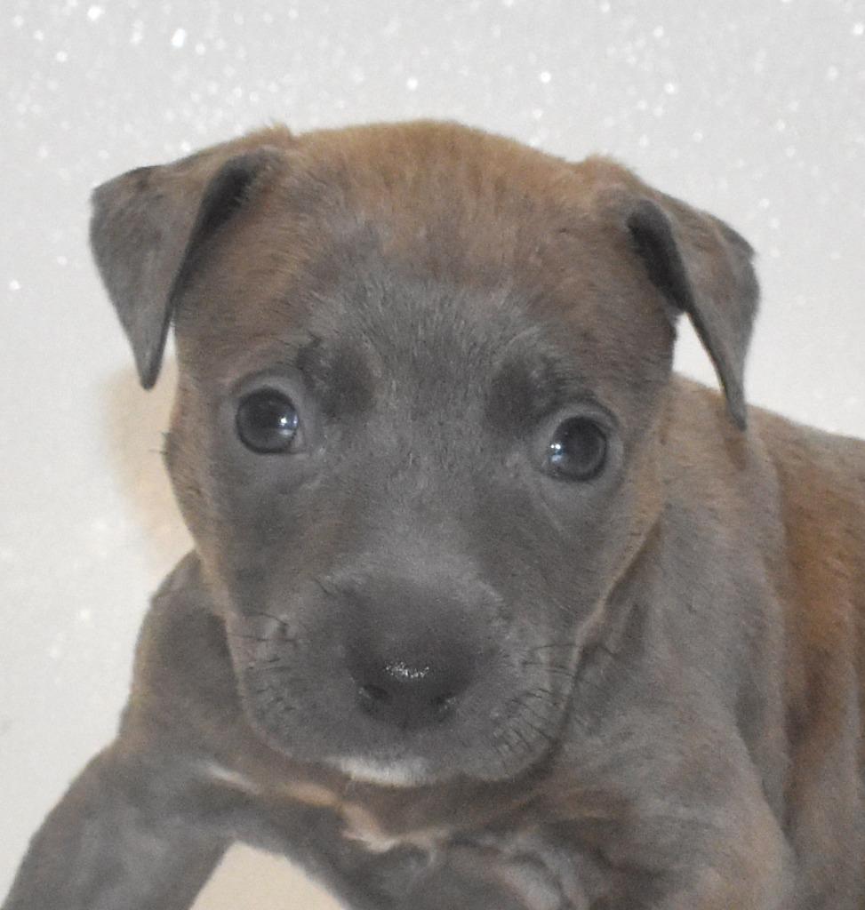 Poppetwisp, Adoptable, Puppy Male Terrier.
