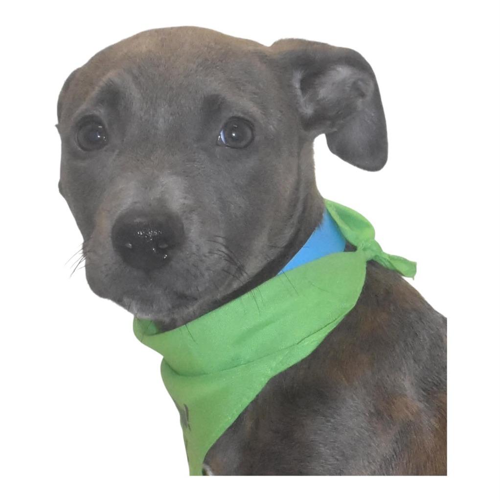 Enlarge Poppetwisp, a Adoptable Terrier in Springfield, OH image 2/5