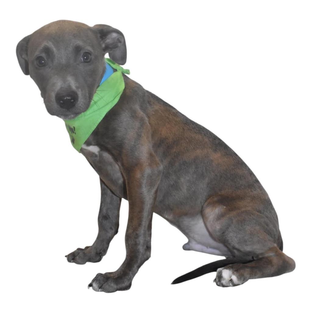 Enlarge Poppetwisp, a Adoptable Terrier in Springfield, OH image 3/5