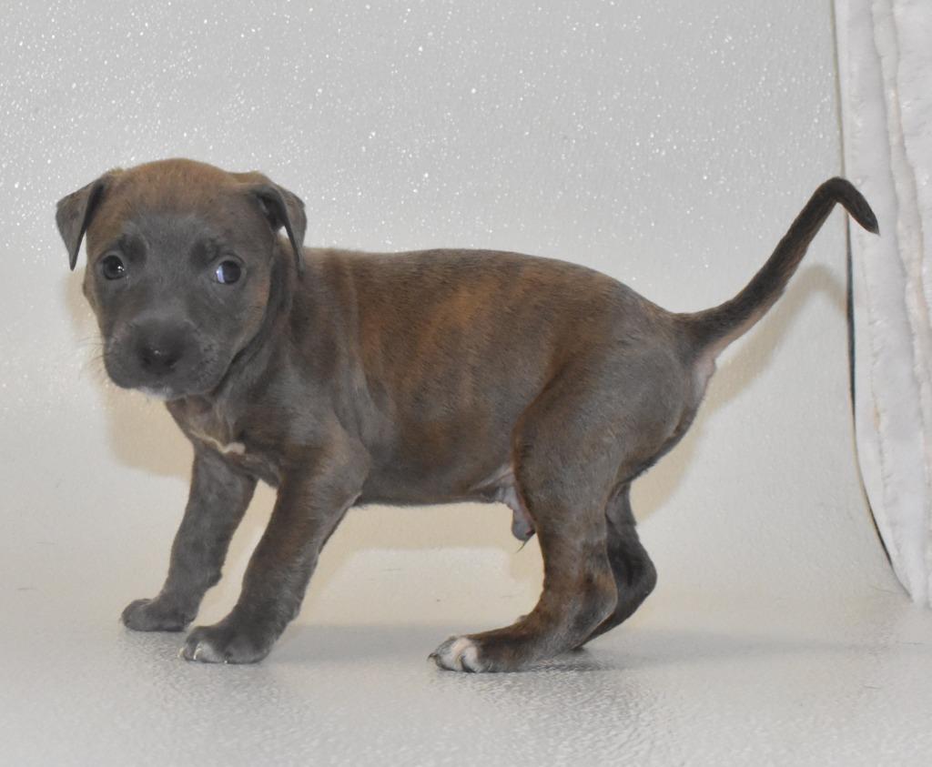 Enlarge Poppetwisp, a Adoptable Terrier in Springfield, OH image 5/5