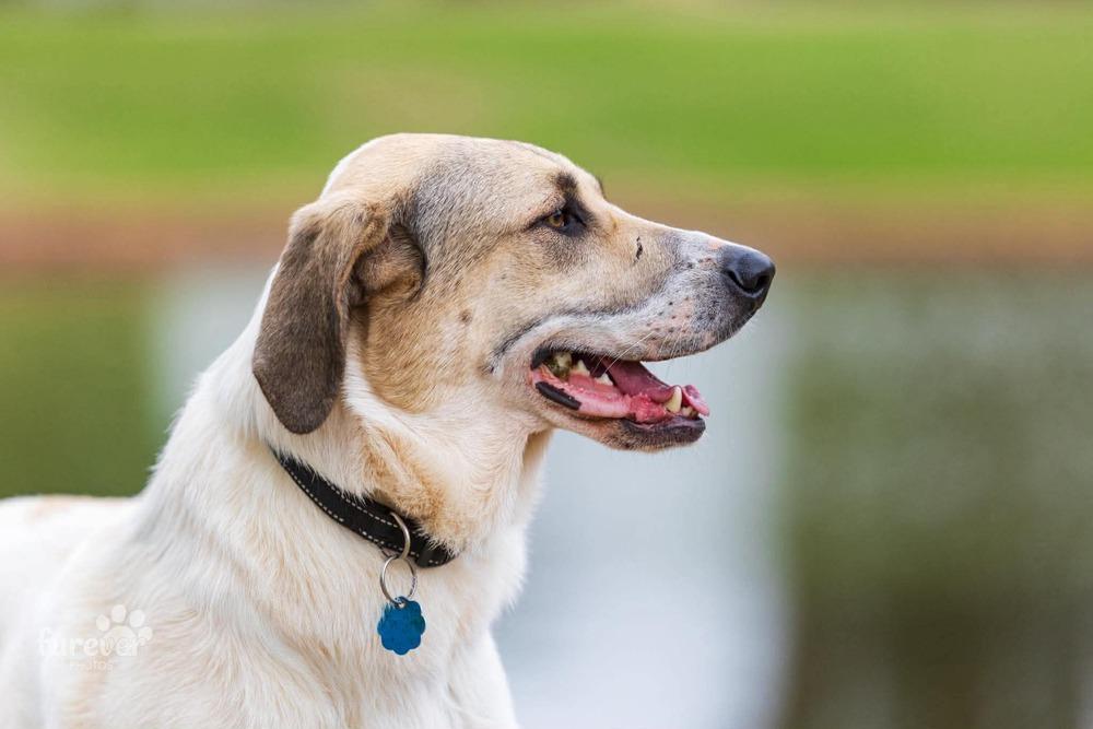 Kanga, Adoptable, Young Female Labrador Retriever & Anatolian Shepherd.