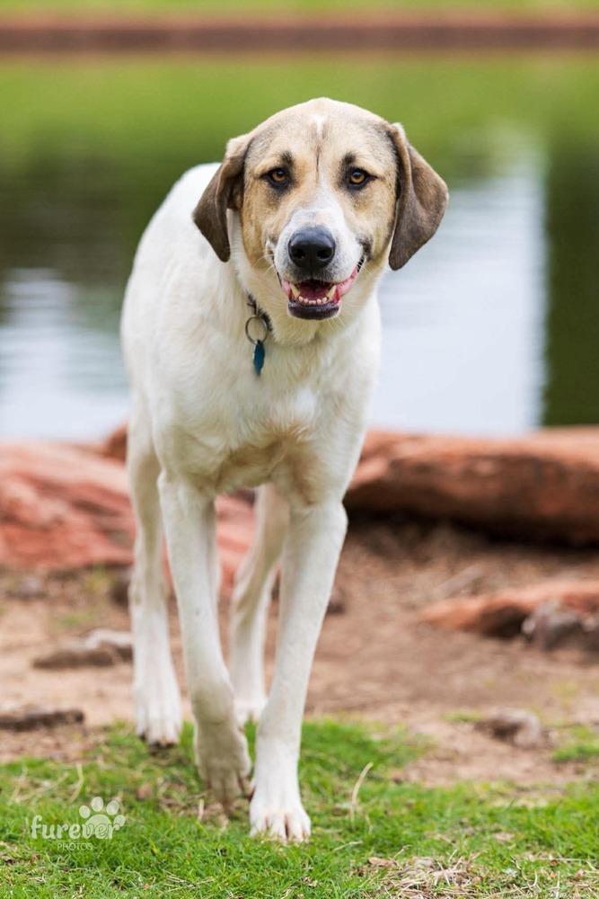 Enlarge Kanga, a Adoptable mixed breed in Shawnee, OK image 2/6