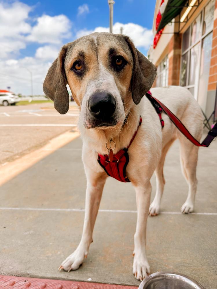 Enlarge Kanga, a Adoptable mixed breed in Shawnee, OK image 3/6