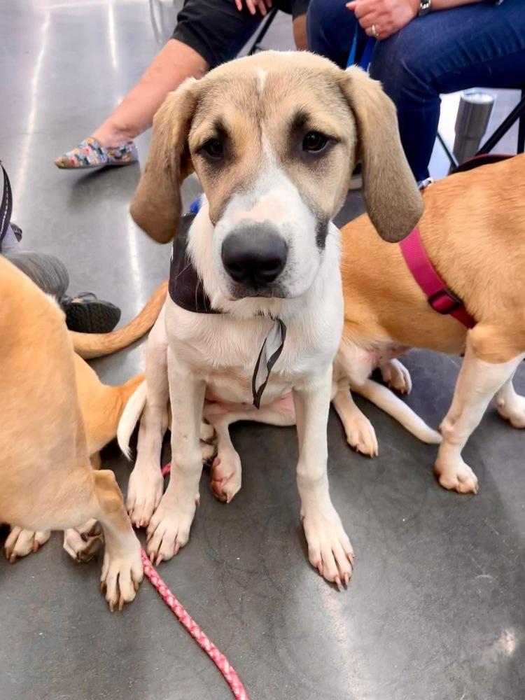 Kanga, Adoptable, Young Female Labrador Retriever & Anatolian Shepherd.