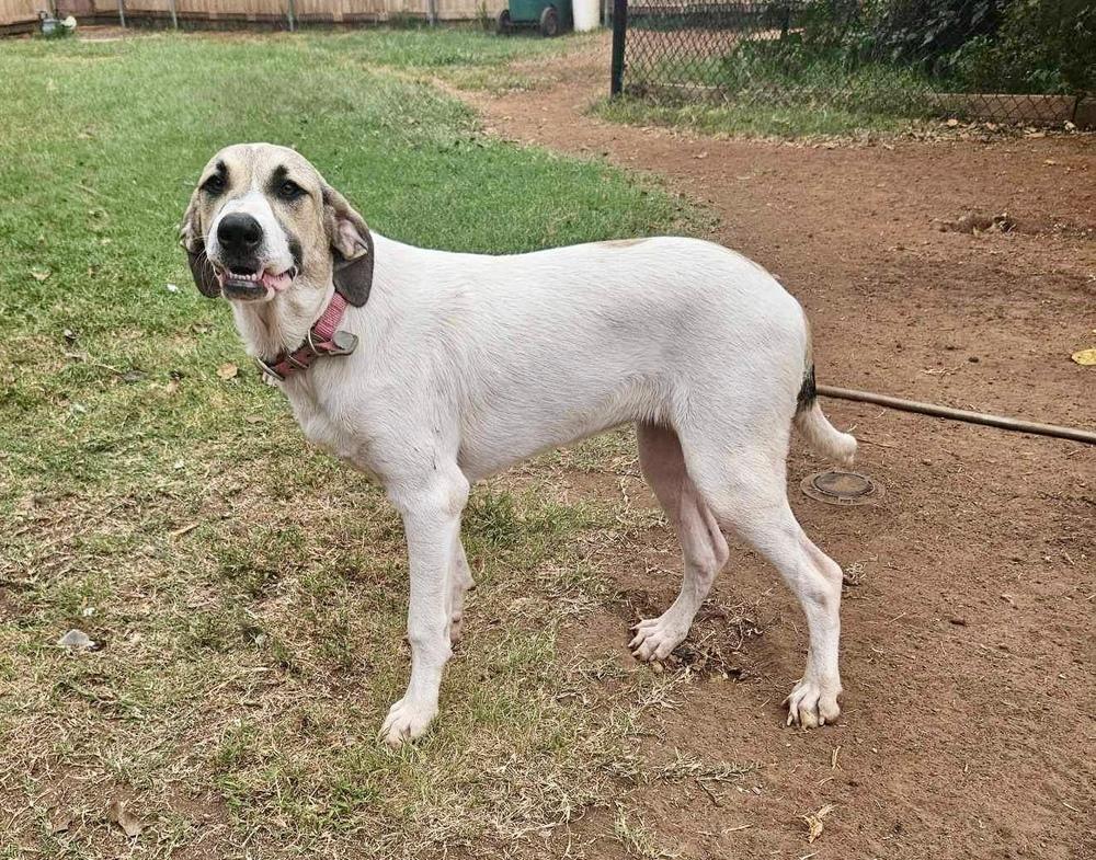 Enlarge Kanga, a Adoptable mixed breed in Shawnee, OK image 2/6