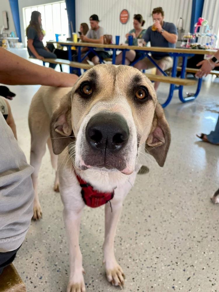 Enlarge Kanga, a Adoptable mixed breed in Shawnee, OK image 3/6