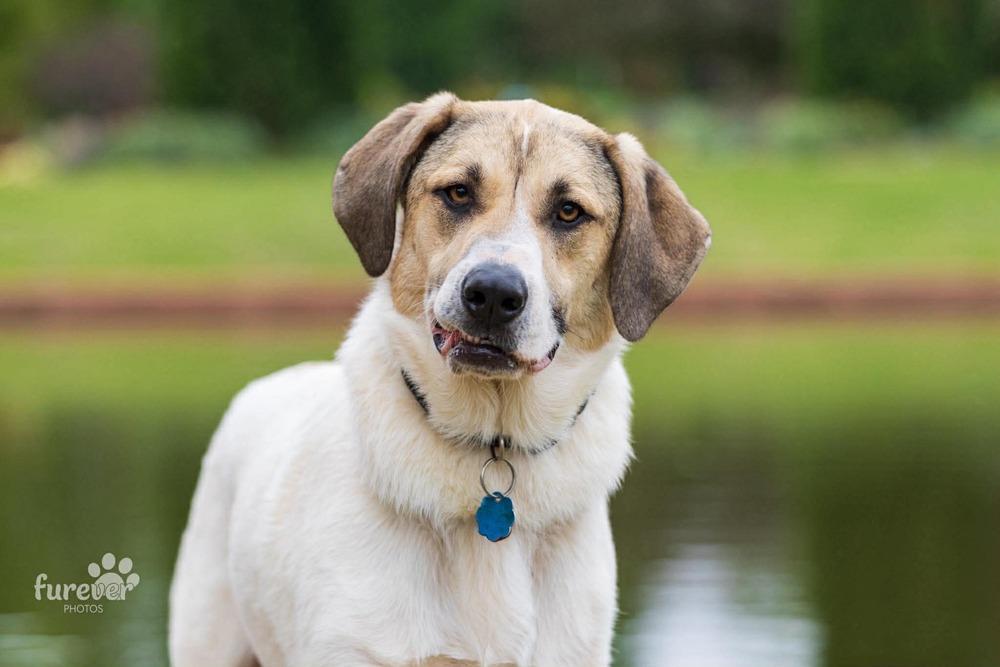 Enlarge Kanga, a Adoptable mixed breed in Shawnee, OK image 4/6