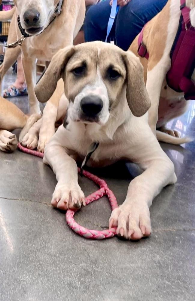 Enlarge Kanga, a Adoptable mixed breed in Shawnee, OK image 4/6