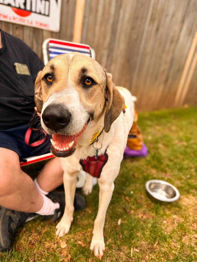 Enlarge Kanga, a Adoptable mixed breed in Shawnee, OK image 5/6