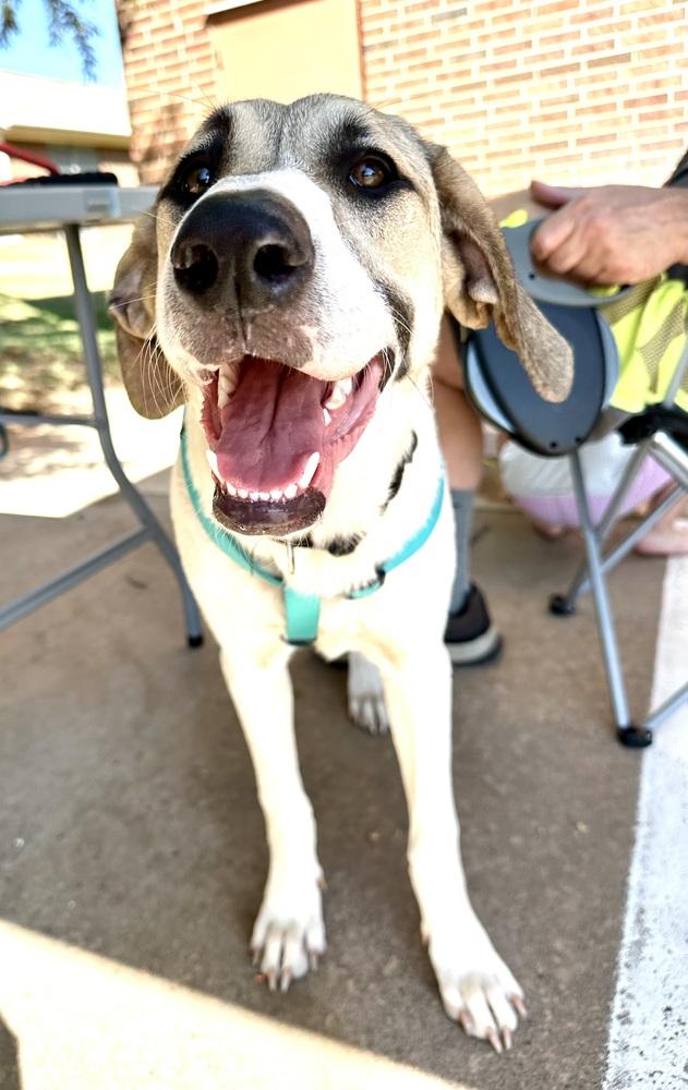 Enlarge Kanga, a Adoptable mixed breed in Shawnee, OK image 5/6