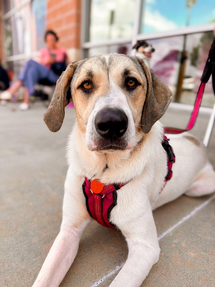 Enlarge Kanga, a Adoptable mixed breed in Shawnee, OK image 5/6