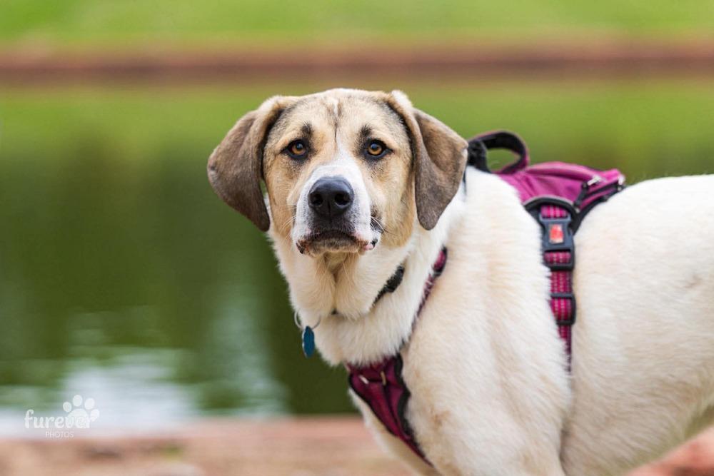 Enlarge Kanga, a Adoptable mixed breed in Shawnee, OK image 6/6