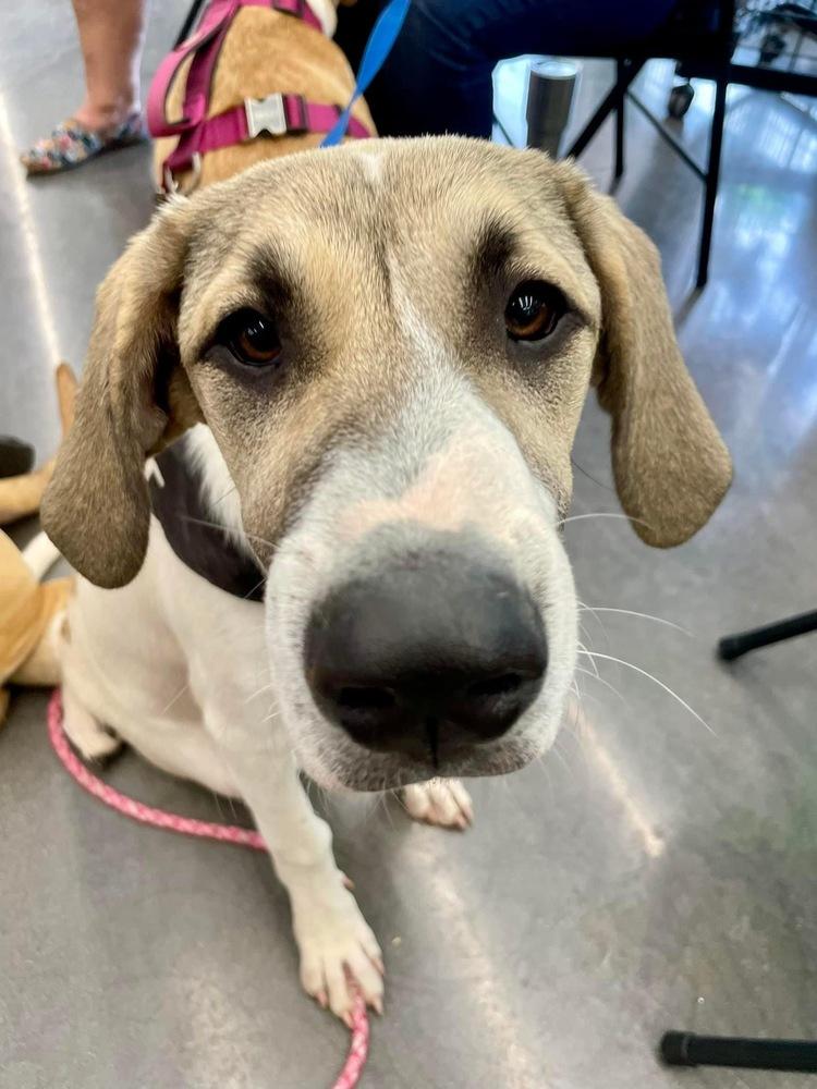 Enlarge Kanga, a Adoptable mixed breed in Shawnee, OK image 6/6