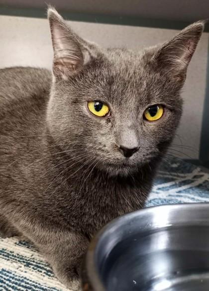 Duskmourn Asher, adopted, Kitten Male Domestic Short Hair.