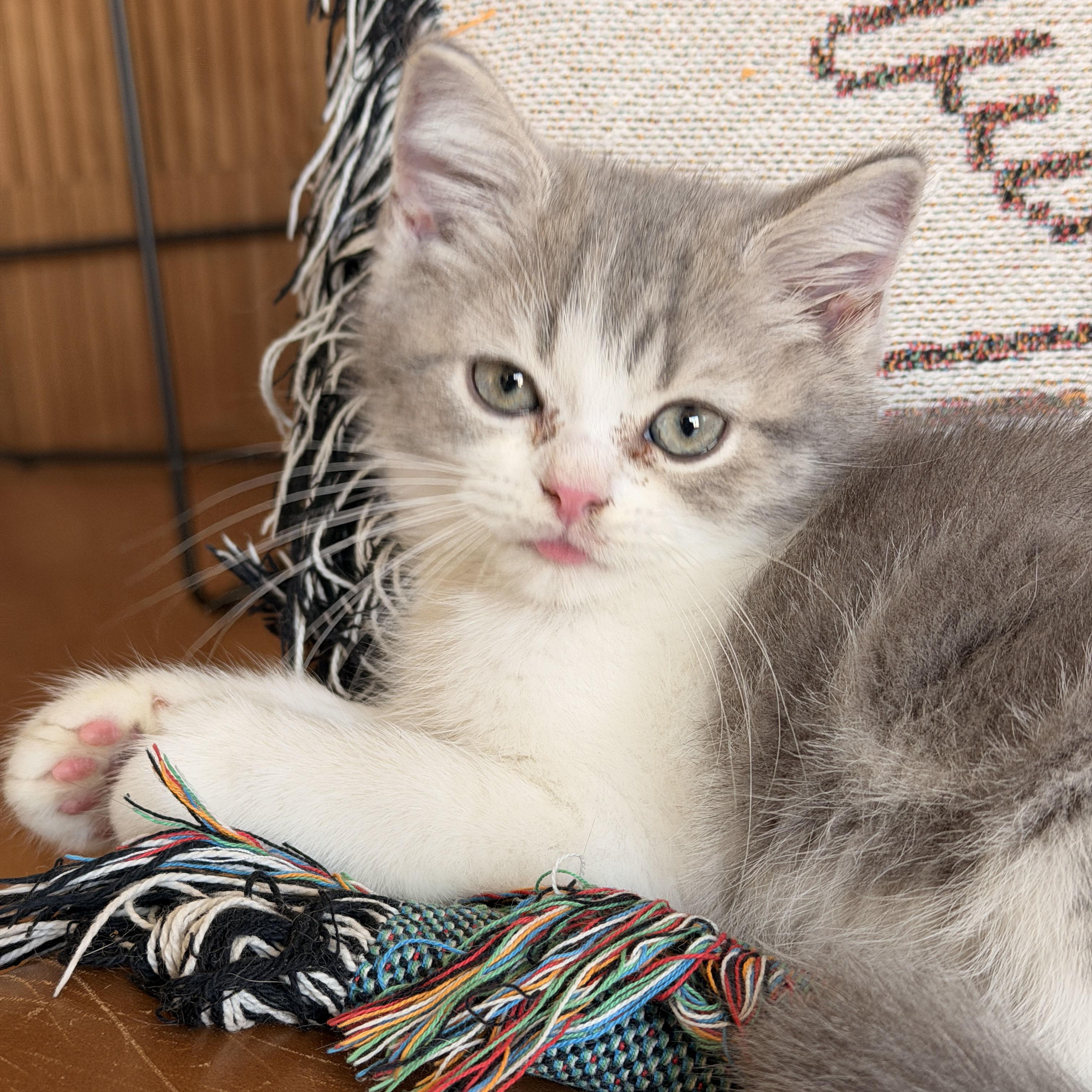 Enlarge Atlas, a ADOPTABLE mixed breed in BROOKLYN, NY image 3/6