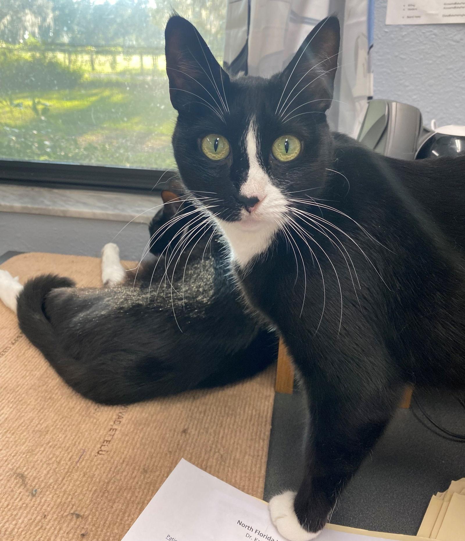 Calypso, Adoptable, Adult Female Domestic Short Hair.