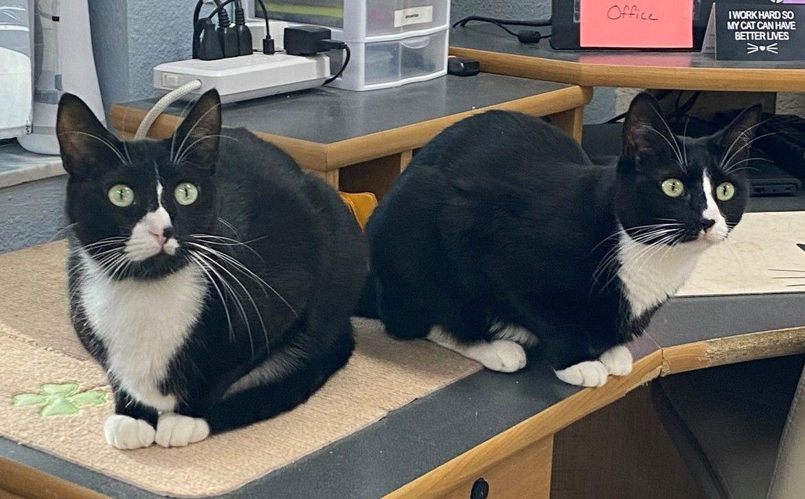 Enlarge Calypso, a Adoptable Domestic Short Hair in Ocala, FL image 2/3