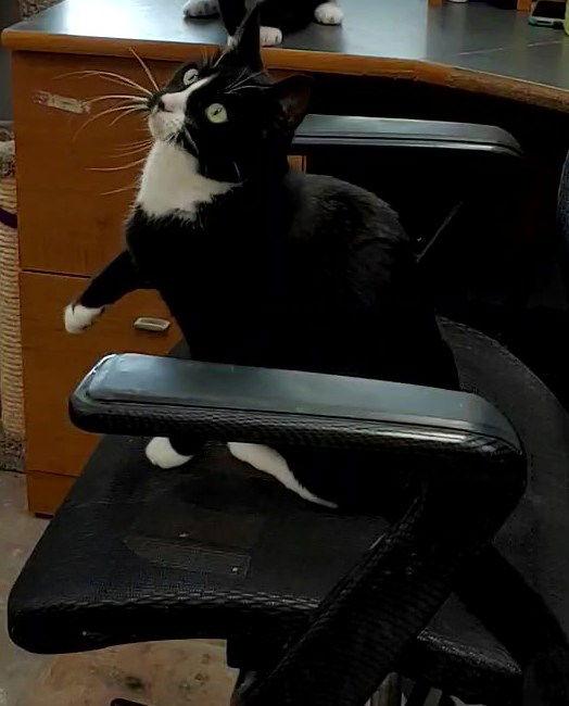 Enlarge Calypso, a Adoptable Domestic Short Hair in Ocala, FL image 3/3