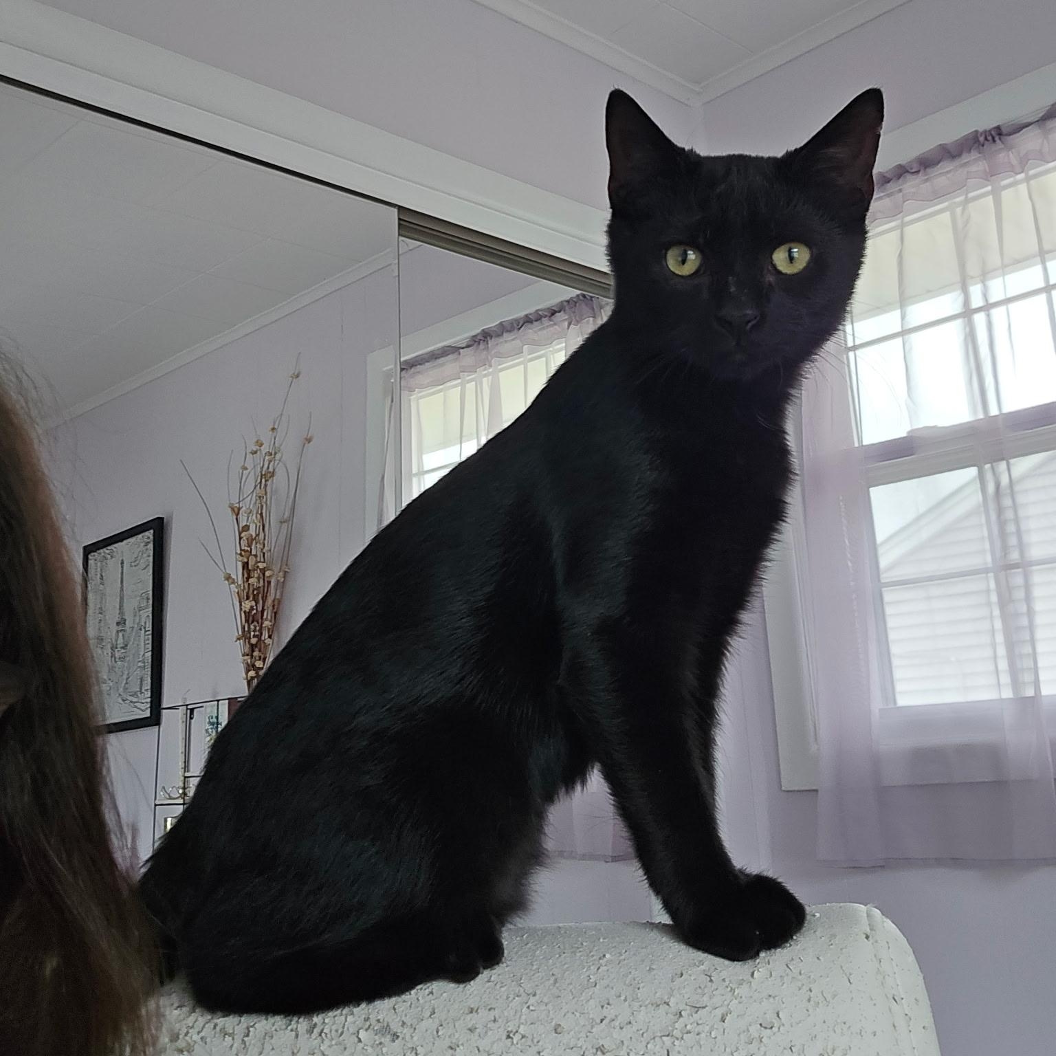 Enlarge Skittles, a Adoptable Domestic Short Hair in Sewell, NJ image 3/4