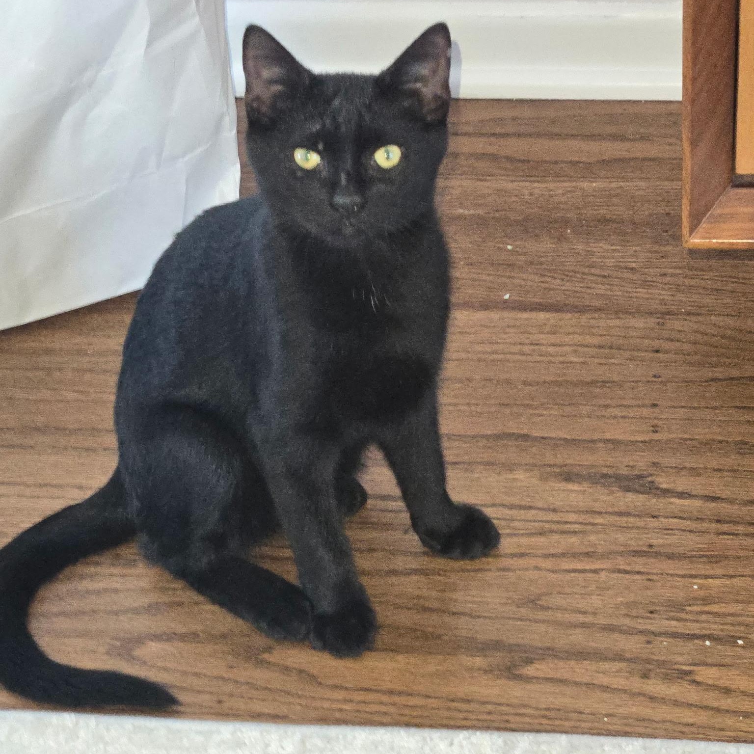 Skittles, Adoptable, Kitten Male Domestic Short Hair.