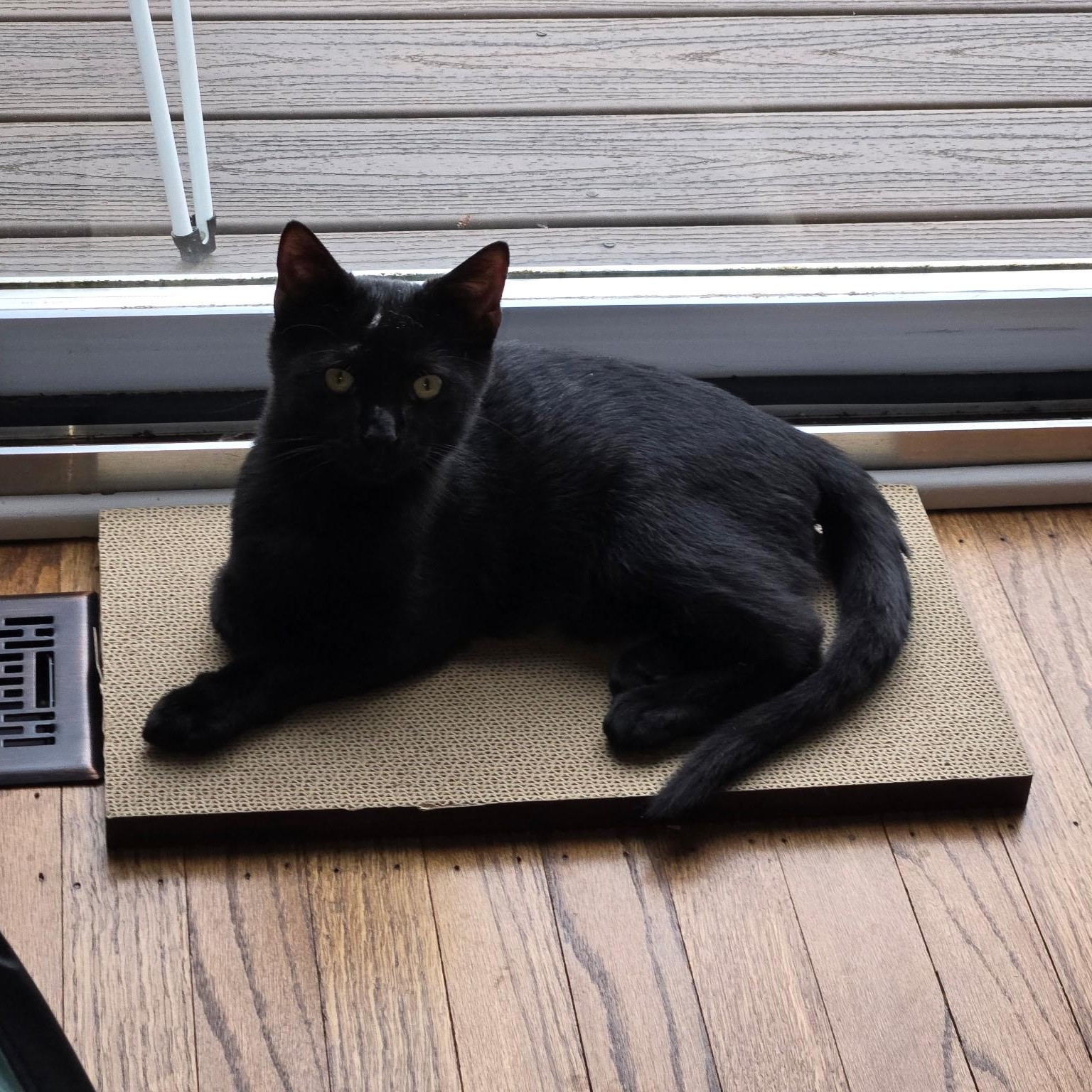 Enlarge Skittles, a Adoptable Domestic Short Hair in Sewell, NJ image 4/4