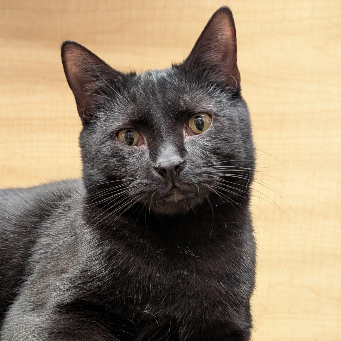 Enlarge Skittles, a Adoptable Domestic Short Hair in Sewell, NJ image 1/5