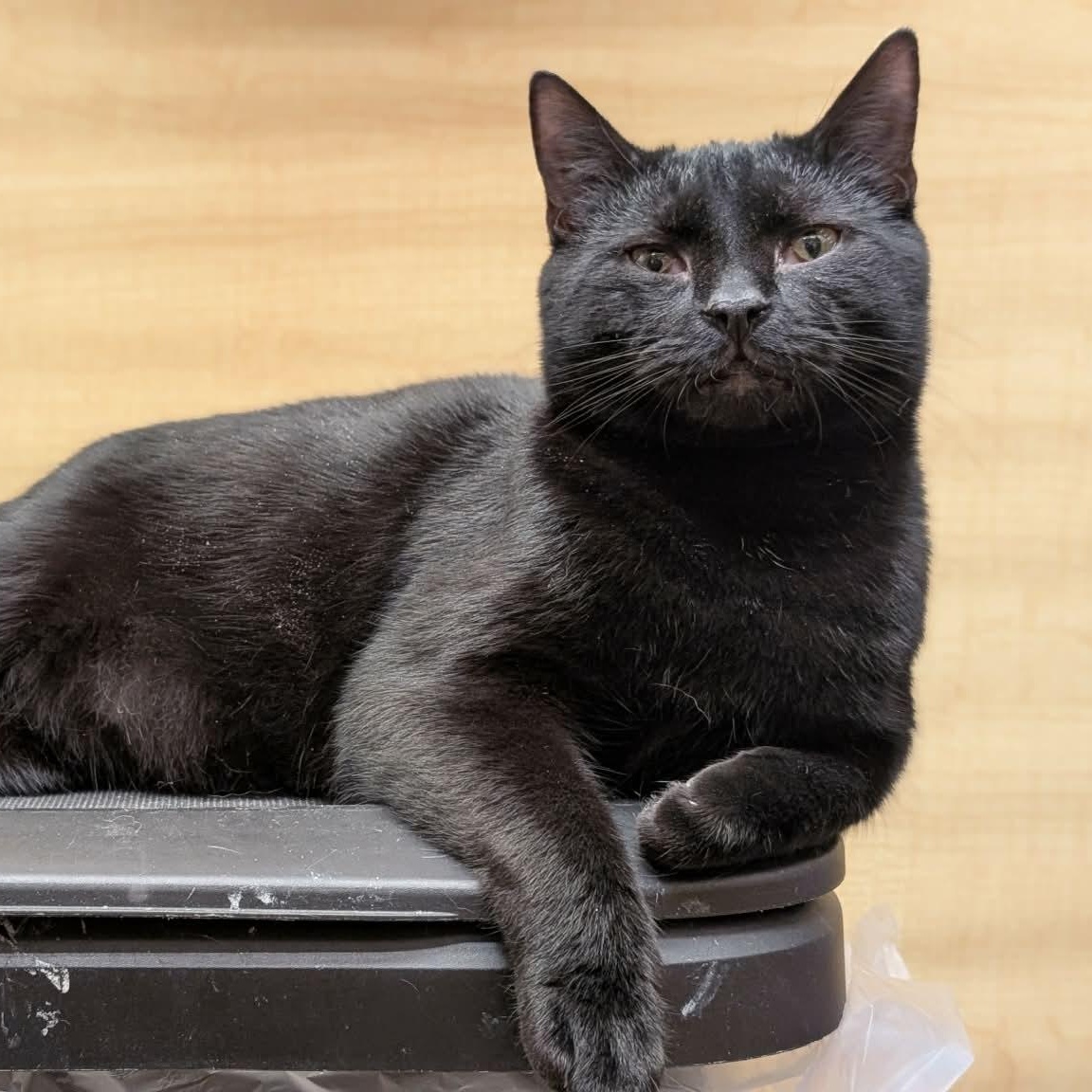 Enlarge Skittles, a Adoptable Domestic Short Hair in Sewell, NJ image 5/5