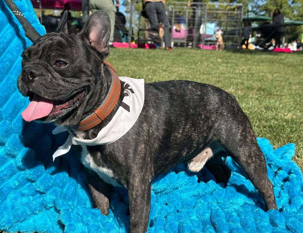 Squishy, a Adoptable French Bulldog in Mission Viejo, CA image 1/5