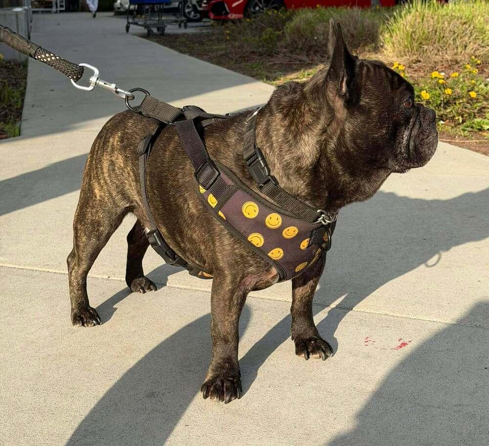 Enlarge Squishy, a Adoptable French Bulldog in Mission Viejo, CA image 1/5