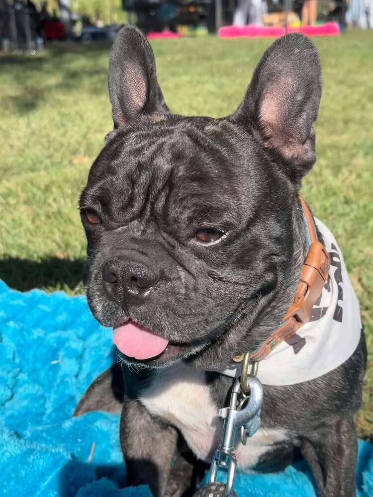 Squishy, a Adoptable French Bulldog in Mission Viejo, CA image 2/5