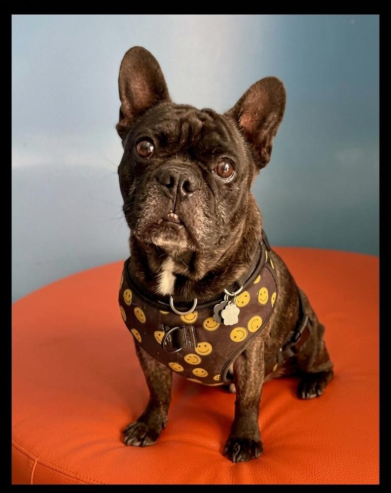 Enlarge Squishy, a Adoptable French Bulldog in Mission Viejo, CA image 3/6