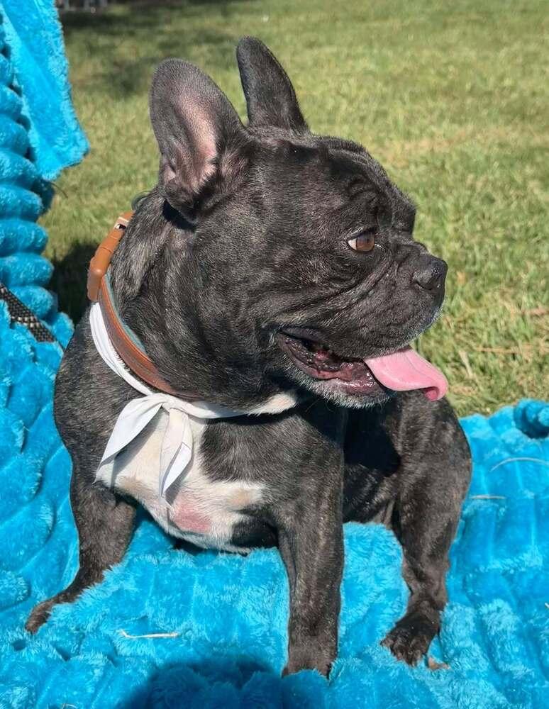 Squishy, a Adoptable French Bulldog in Mission Viejo, CA image 3/5