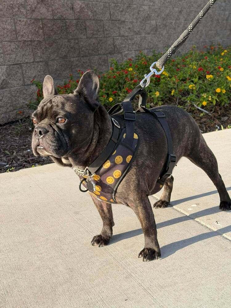 Enlarge Squishy, a Adoptable French Bulldog in Mission Viejo, CA image 3/5
