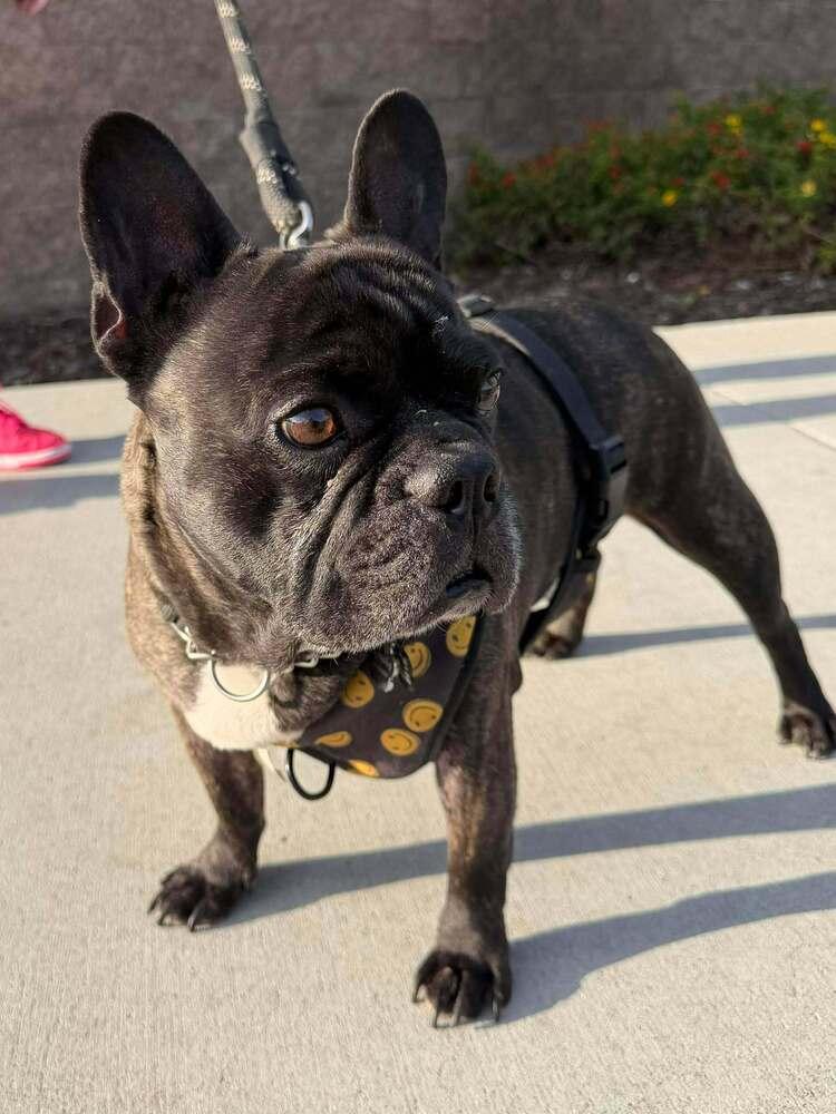 Enlarge Squishy, a Adoptable French Bulldog in Mission Viejo, CA image 4/5
