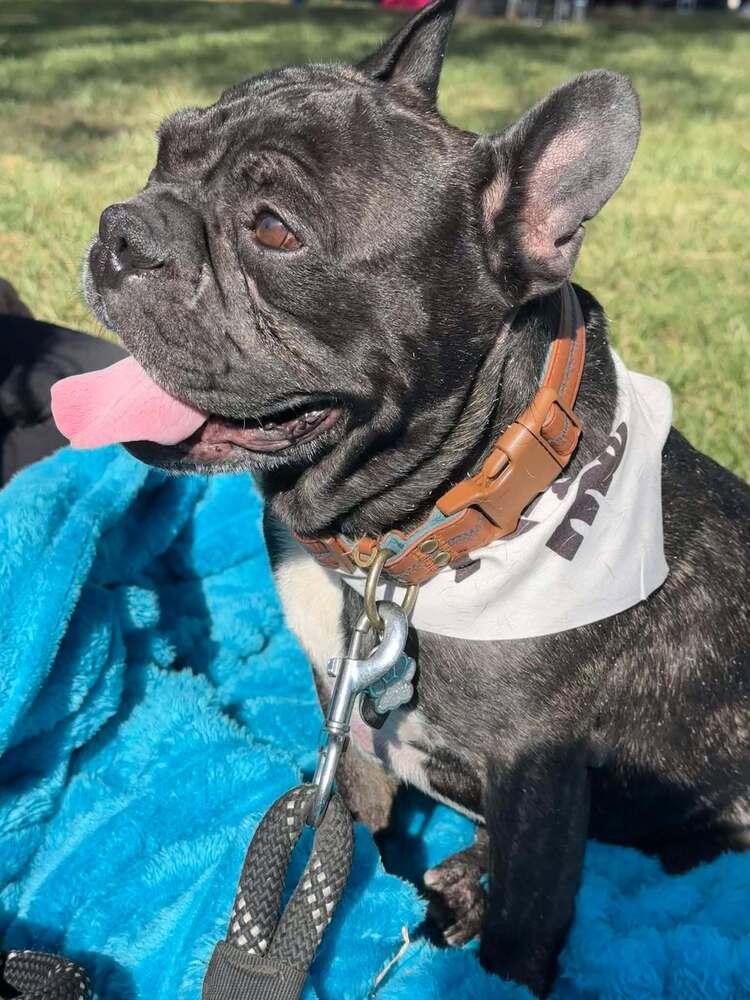 Squishy, a Adoptable French Bulldog in Mission Viejo, CA image 4/5