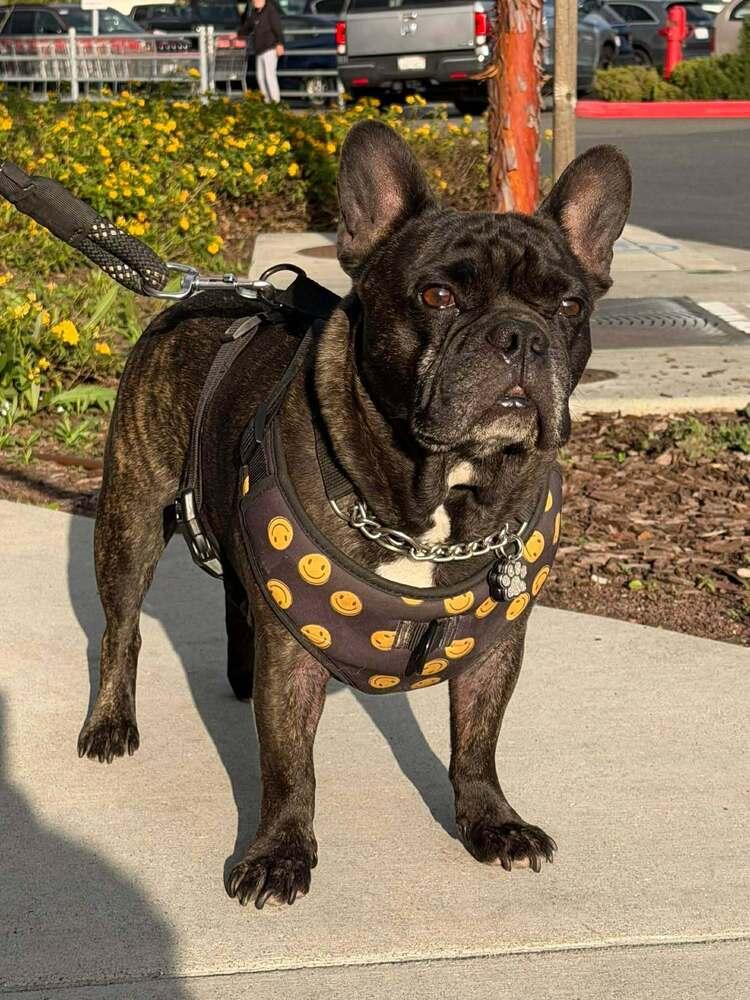Enlarge Squishy, a Adoptable French Bulldog in Mission Viejo, CA image 5/5