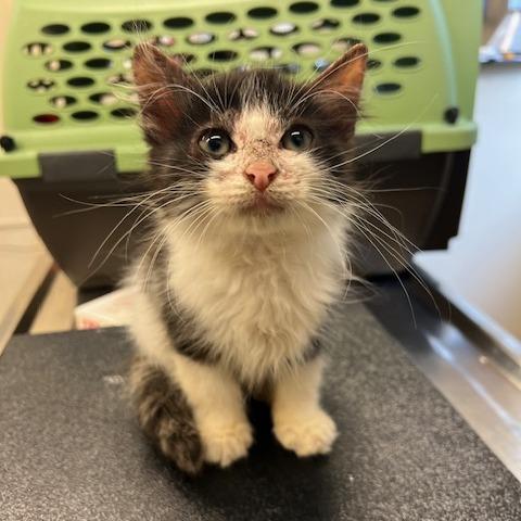Enlarge Wakko, a Adoptable Domestic Medium Hair in Lake Panasoffkee, FL image 1/1