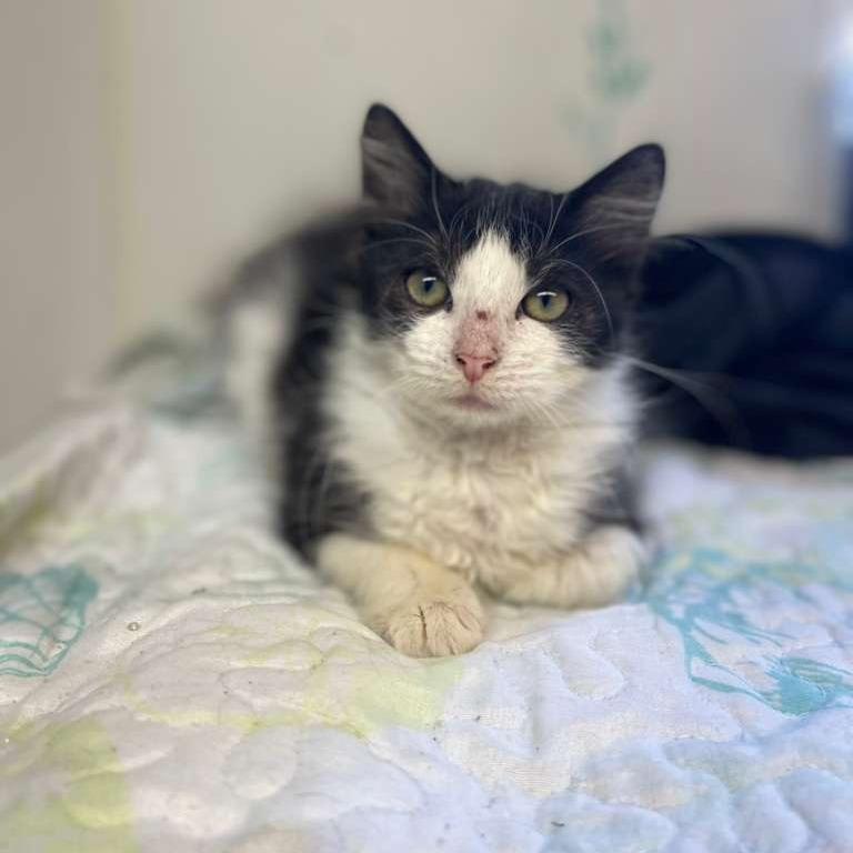 Enlarge Wakko, a Adoptable Domestic Medium Hair in Lake Panasoffkee, FL image 2/2